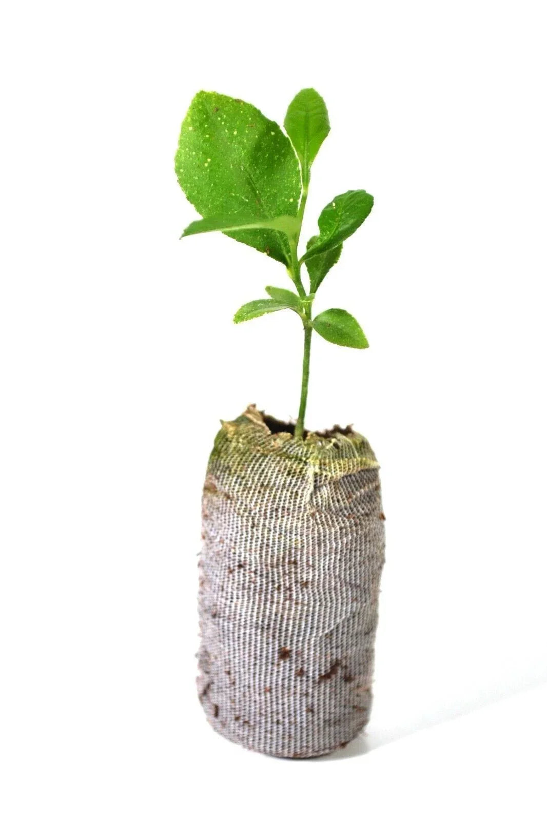 Organic Non-GMO Meyer Lemon Tree Plant 5''-10'' | Indoor/Outdoor Frost Tolerant Citrus