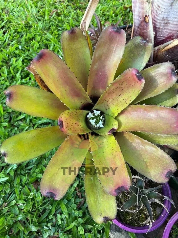 Neoregelia 'Carcharodon Silver x Domino' Bromeliad Plant - Indoor Houseplant in 4-Inch Pot