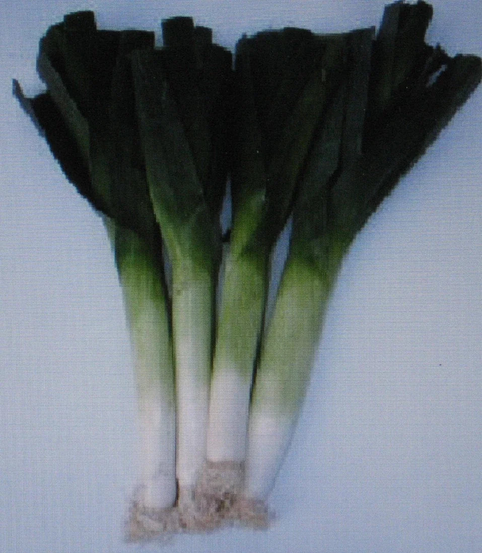 Leek Seeds Large American Flag Variety - Allium ampeloprasum - 150 Seeds for Culinary Gardening