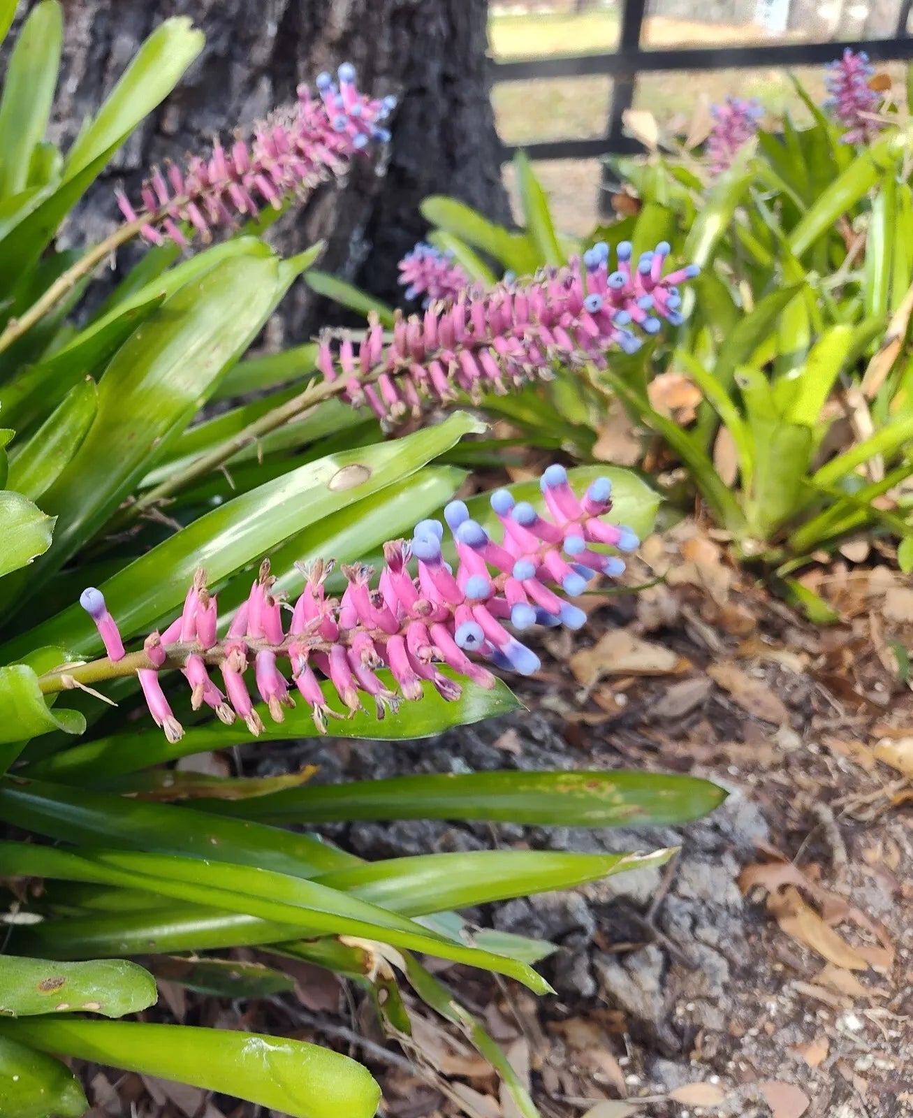 Matchstick Bromeliad Plant 8-10 Inches | Aechmea Gamosepala Fresh From Florida