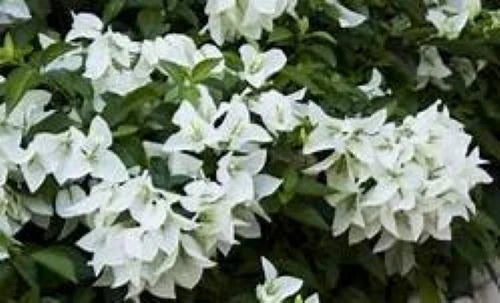 Bougainvillea Starter Plant Bare Root Ms. Alice Variety Flowering Climber for Gardens & Landscaping