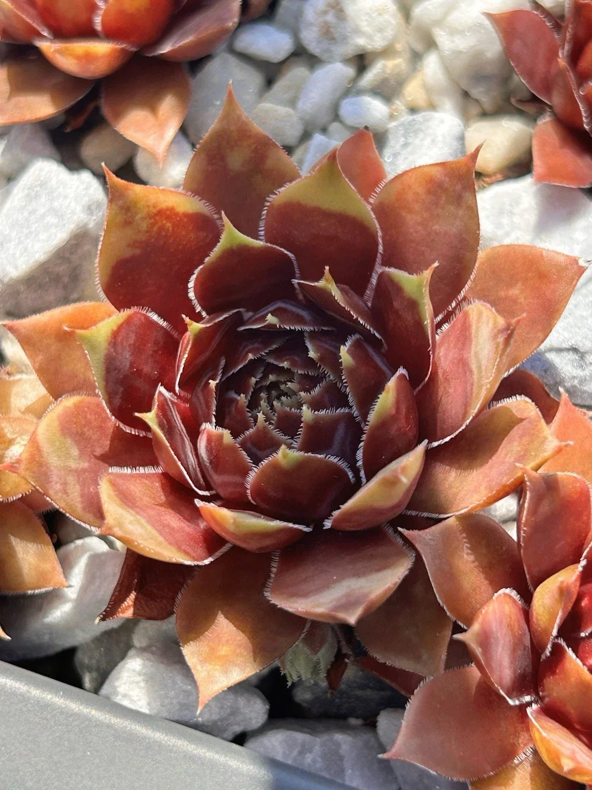 Live Sempervivum Coconut Crystal Succulent Plant | Drought & Cold Tolerant | Easy Care