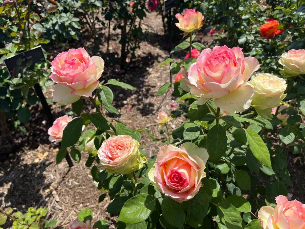 Hybrid Tea Rose Euphoria Bare Root Plant - 2 Years Old, Ideal for Bouquets