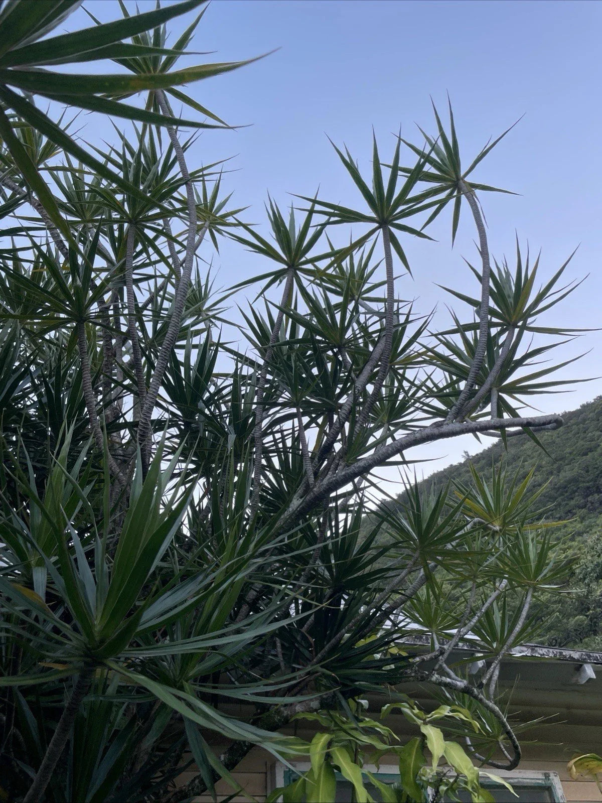 Hawaii Grown Dracaena Marginata Cuttings – Indoor/Outdoor Plant Propagation Supplies, Bonsai & Houseplant Starter