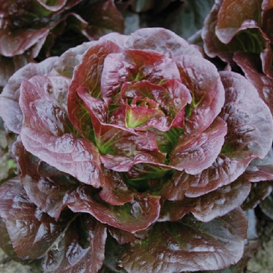 Romaine Lettuce Seeds, Heirloom Red Cimarron, Organic Non-GMO, Salad Greens, Lactuca sativa, 600+ Seeds