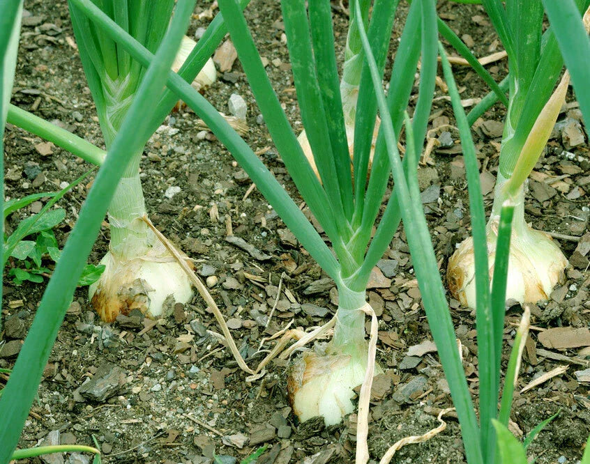 Walla Walla Onion Seeds - 100+ Non-GMO Sweet Mild Vegetable Seeds - Allium cepa