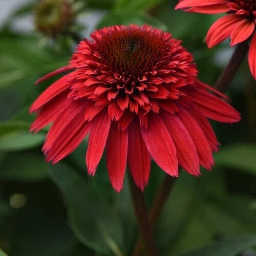 50 Echinacea purpurea Flower Seeds - Perennial Coneflower, Vibrant Pink Blooms, Easy to Grow, Drought Tolerant, Garden & Container Plant