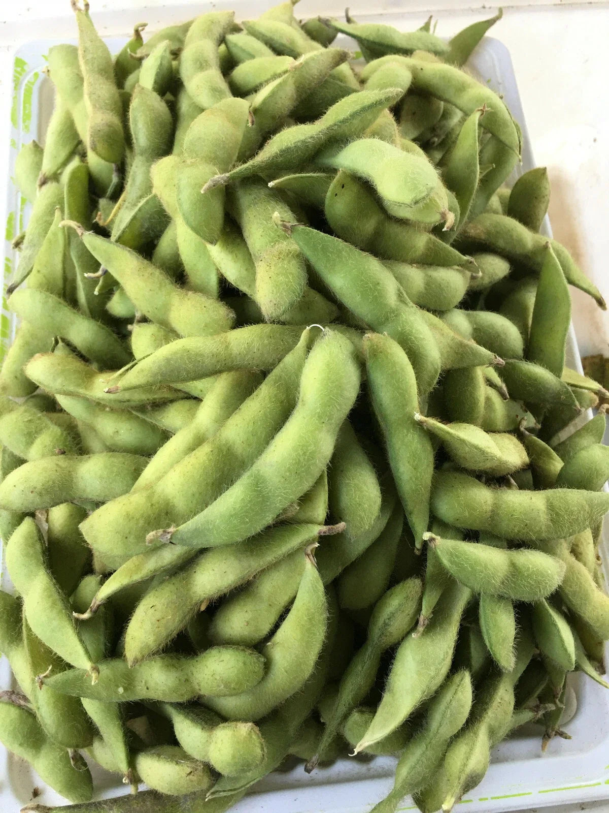 Midori Giant Edamame Seeds - 40 Pack Japanese Soybeans Glycine max for Home Garden, Container, Edible, Nutritious, High Germination