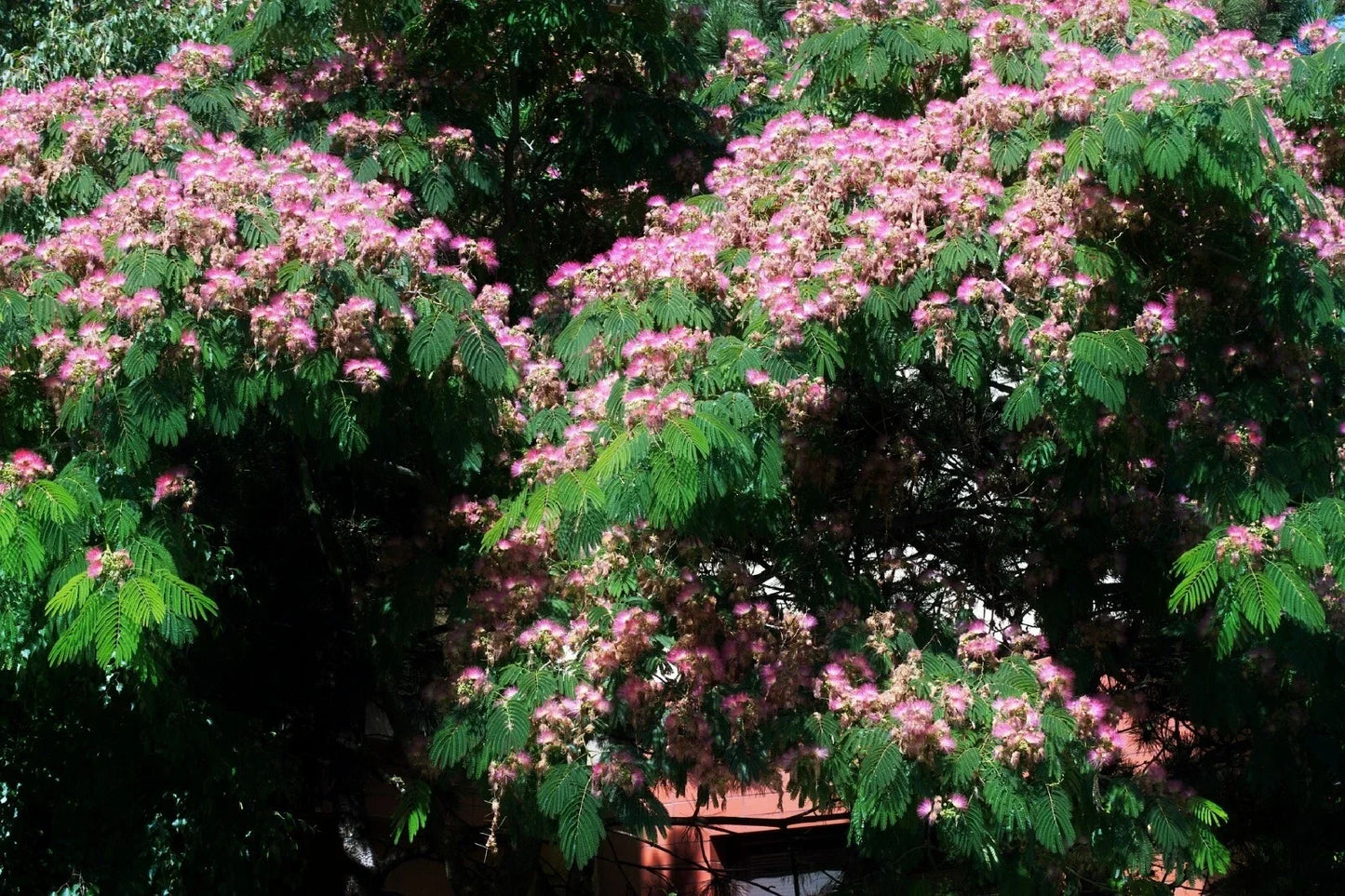 Silk Tree Seeds | 30 Pre-Stratified Albizia julibrissin Ornamental Seeds for Garden, Landscape, Pollinator Attraction