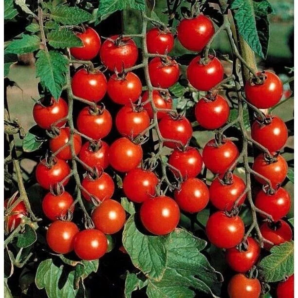 Heirloom Cherry Tomato Seeds - Organic Non-GMO - 200+ Small Sweet Solanum lycopersicum Seeds for Container Gardening