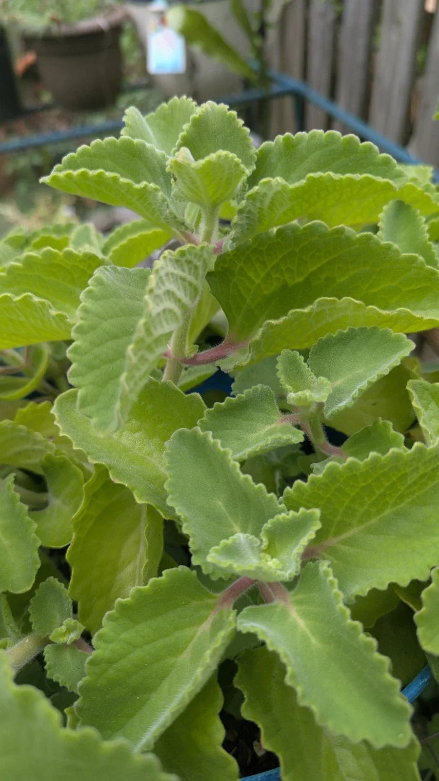 Cuban Oregano Cuttings - 3 Unrooted Plectranthus Amboinicus for Culinary Use