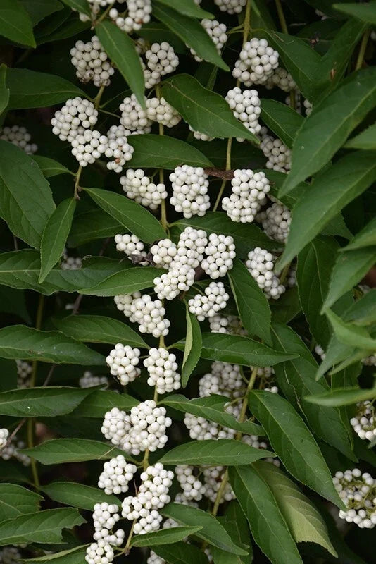 White American Beautyberry Cuttings | Callicarpa americana lactea | 3 Healthy Planting Cuttings