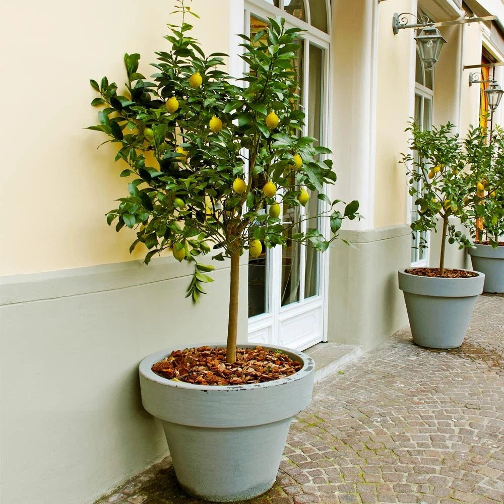 Meyer Lemon Tree - Live Citrus Plant in 10" Pot - Citrus limon - Indoor/Outdoor Small Tree