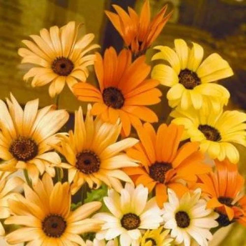 195 Seeds African Daisy - Sun/Heat Orange/Yellow - Osteospermum spp. - GroCo