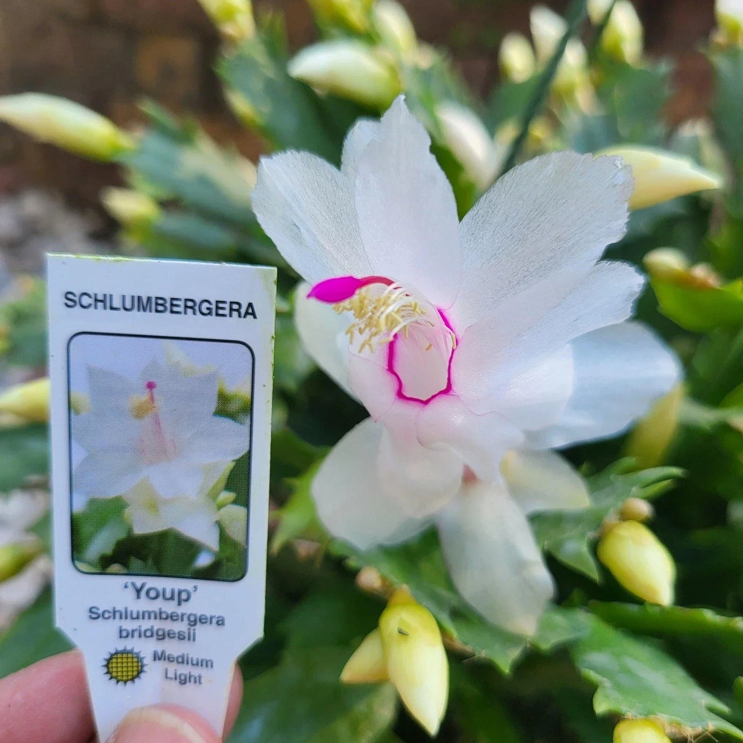 Holiday Cactus Youp 4" White Schlumbergera Truncata Thanksgiving Indoor Plant