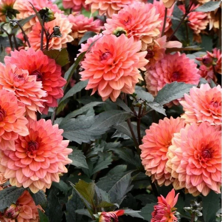 Dahlia Seeds - 35+ Non-GMO Flower Seeds for Garden Beds & Containers - Vibrant Varieties Dahlia pinnata
