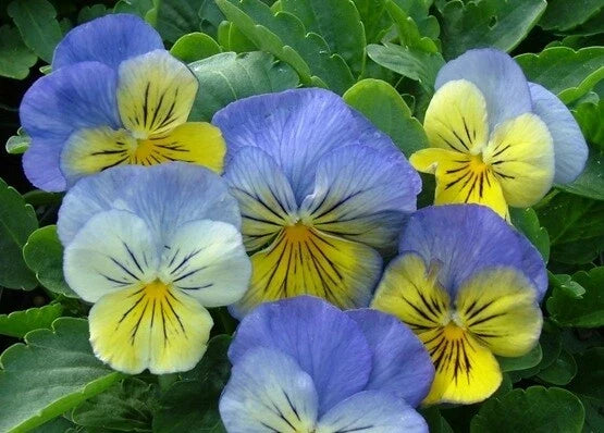 Pansy Seeds 50 Count Viola tricolor var. hortensis Blue and Violet Flower Garden Bedding Container Plant