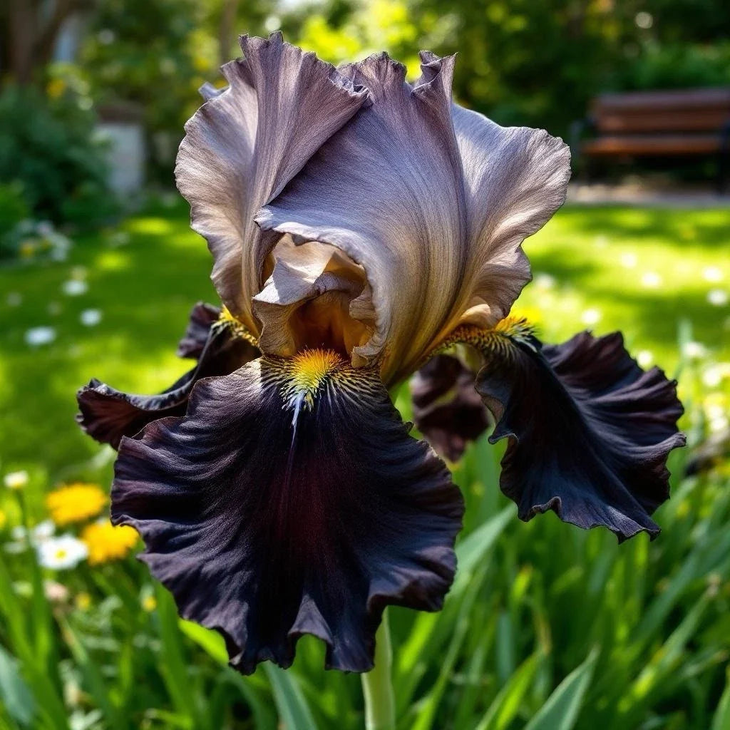 Rare Black & Bronze Iris Seeds - 35 Count for Garden Beds & Borders - Iris germanica Dual-Tone Blooms