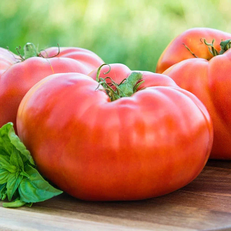 Red Brandywine Tomato Seeds 50 Ct – Heirloom Non-GMO Vegetable, Solanum lycopersicum, Juicy, Sweet, Indeterminate, USA Free Shipping
