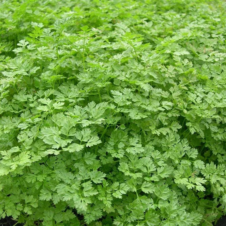 Curled Chervil Seeds - Herb Seeds for Gardening - Anthriscus cerefolium - Fresh Culinary Herb