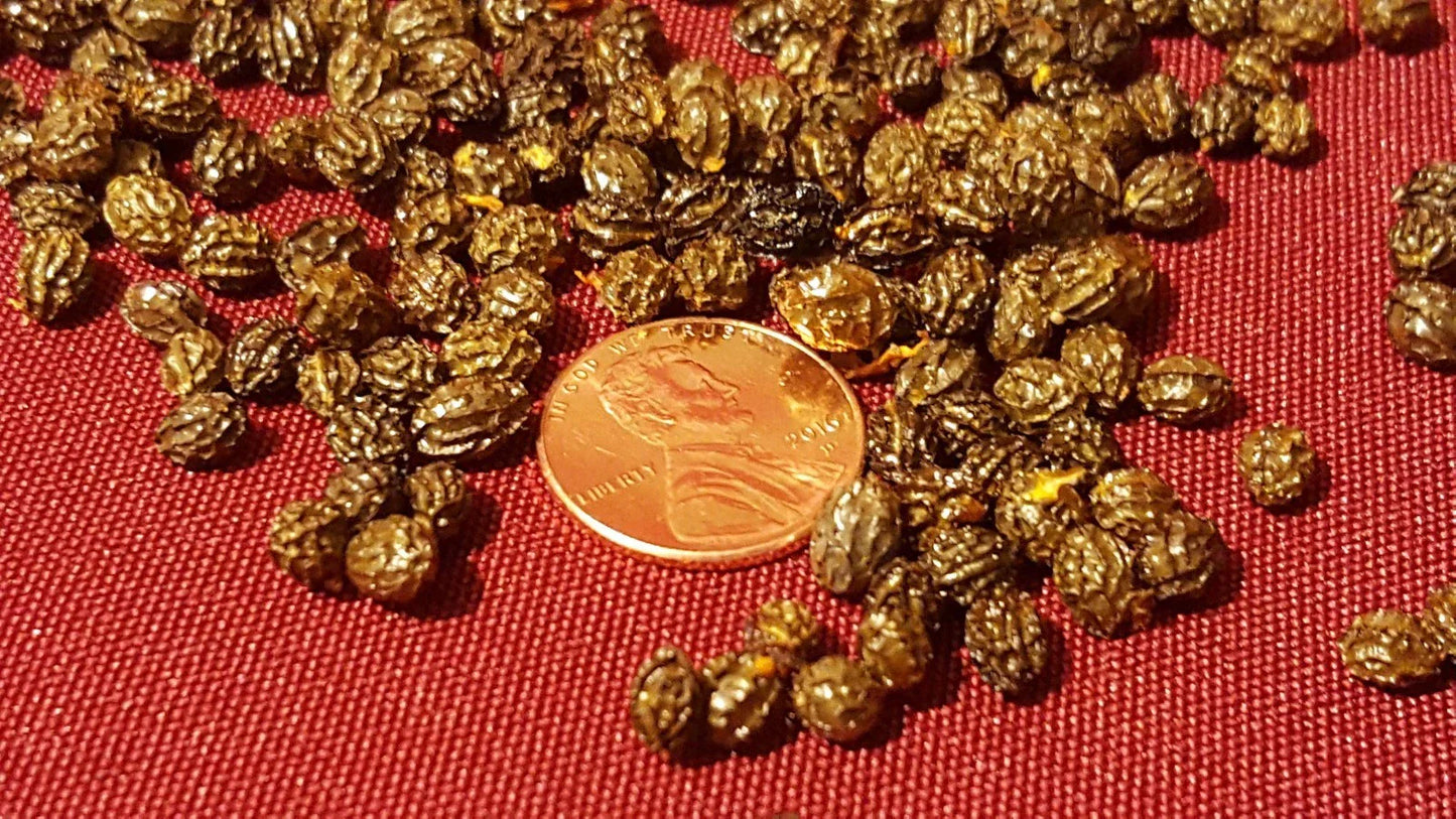 Papaya Fruit Tree Seeds - Carica papaya - 100 to 1000 Organic Seeds for Tropical Gardening
