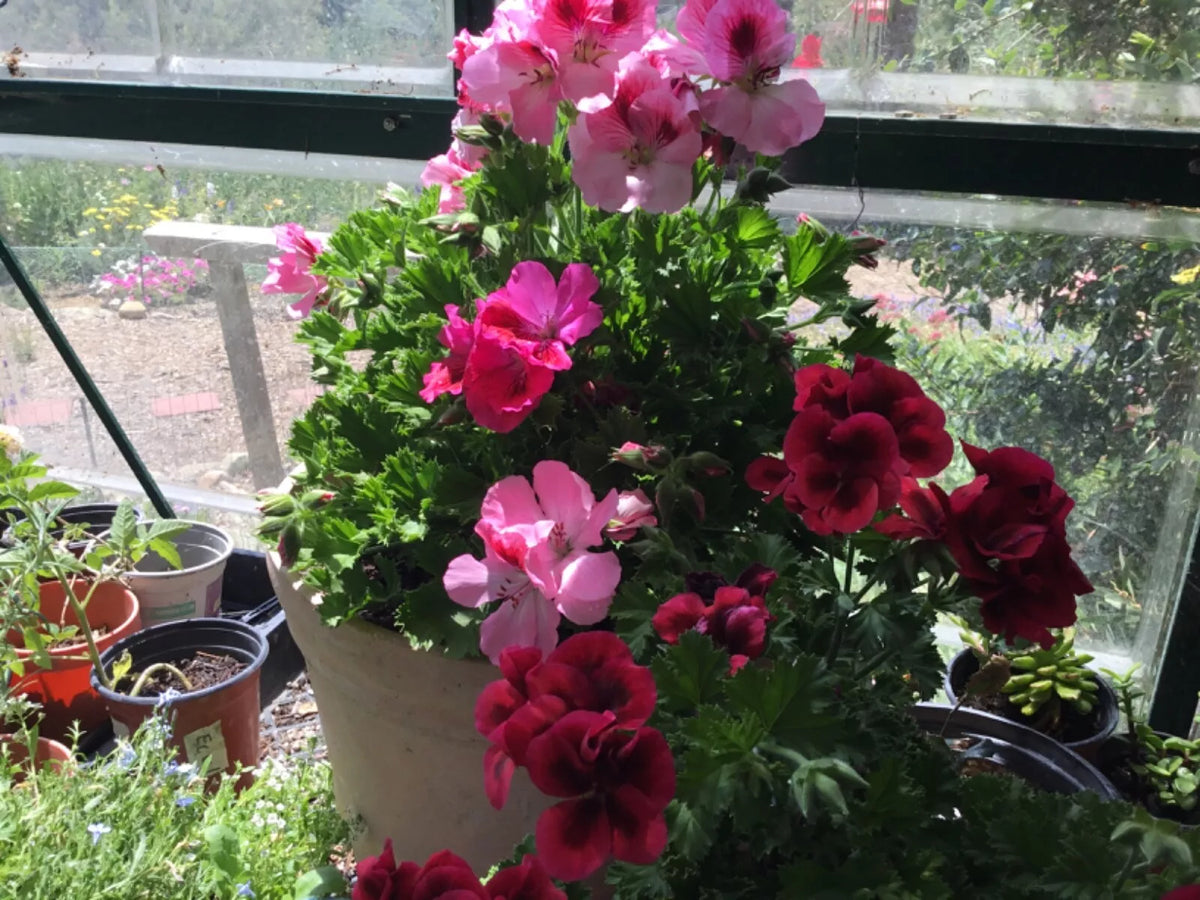 Martha Washington Geranium Cuttings - Pelargonium x domesticum Mix for Garden & Indoor Use