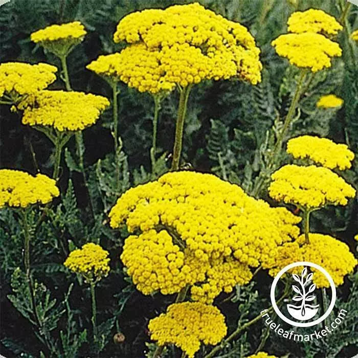 Yarrow Seeds - 100+ Golden Eriophyllum confertiflorum for Drought-Tolerant Gardens, Pollinator Attracting, Perennial Plant Seeds