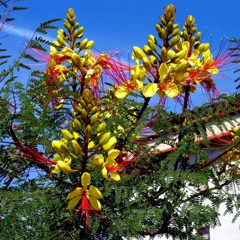 Bird of Paradise Seeds - Mexican Desert Yellow Variety - Caesalpinia gilliesii Flowering Shrub Seeds, Drought-Resistant, Full Sun