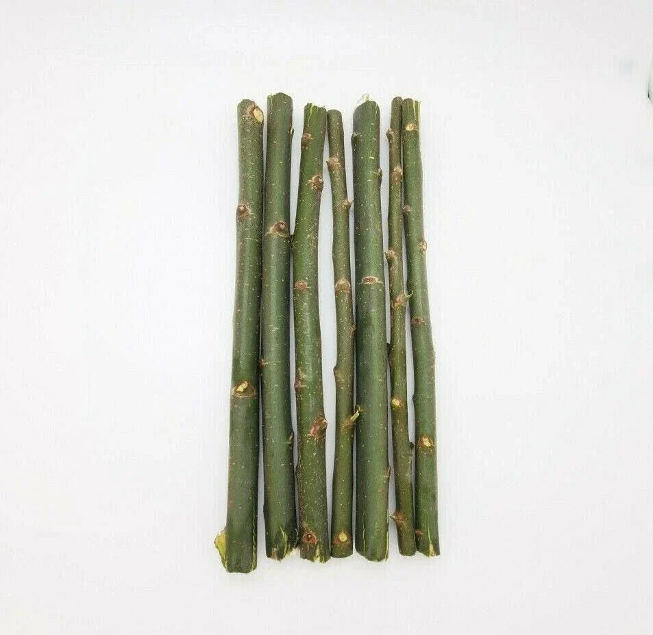 Austree Hybrid Willow Tree Cuttings - 33 Fast Growing Salix x matsudana Cuttings for Direct Planting
