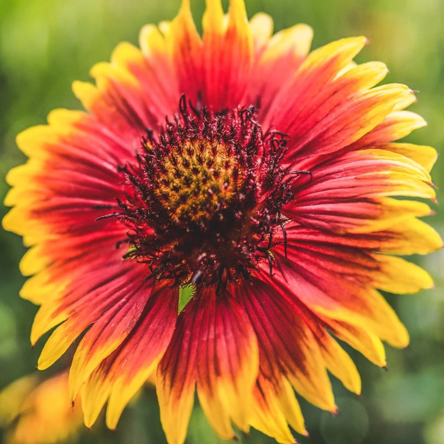 Indian Blanket Flower Seeds - Gaillardia pulchella - Vibrant Red and Yellow Wildflower Seeds for Garden, Meadow, and Border Planting