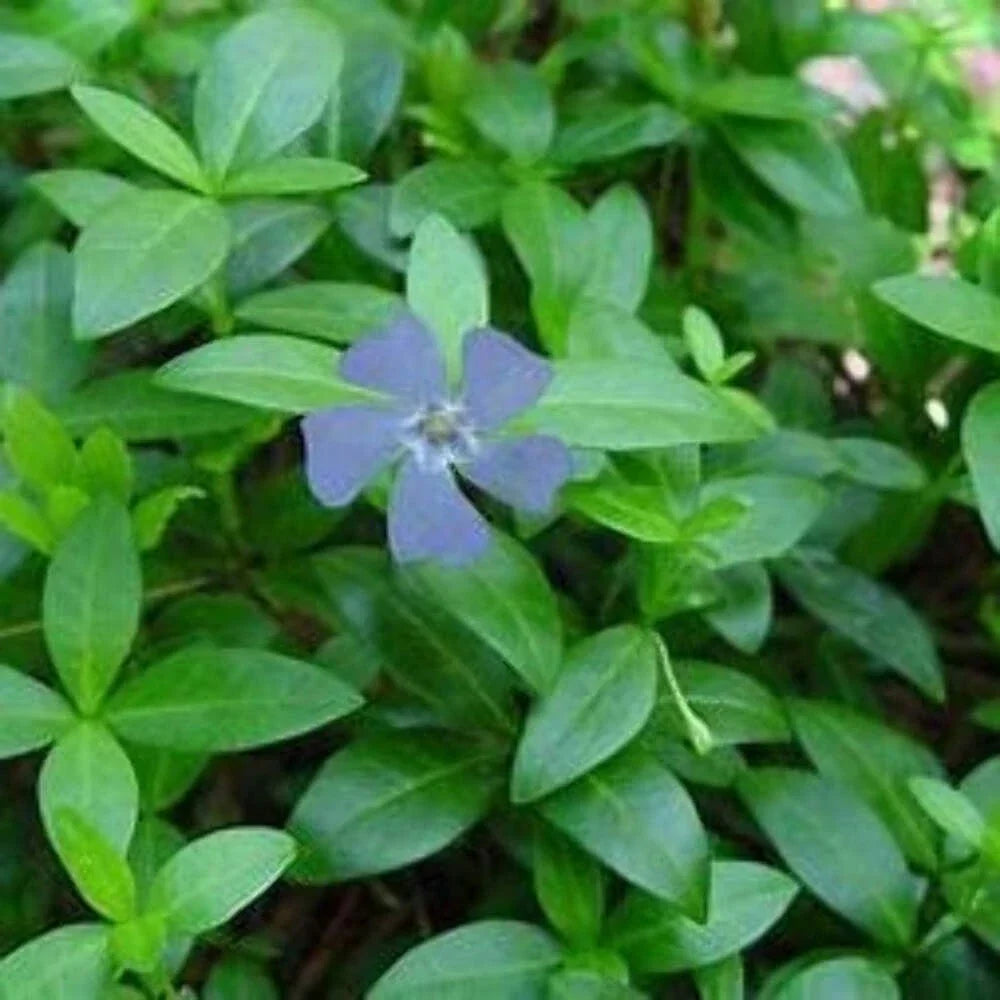 Vinca Minor Plants - Bare-Root Ground Cover - Periwinkle with Purple and Blue Flowers - Vinca minor