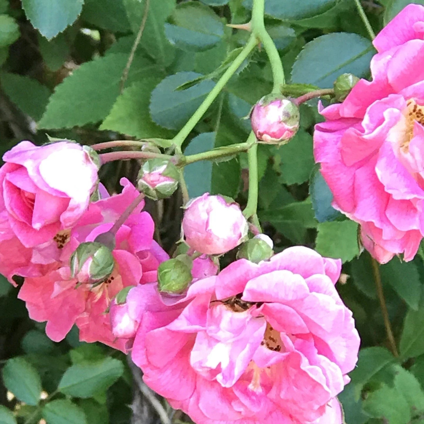 Pink Seven Sisters Climbing Rose Bare Root Live Plants, Rosa 'Seven Sisters', Heirloom Pink Blooms, Climbing Garden Plant