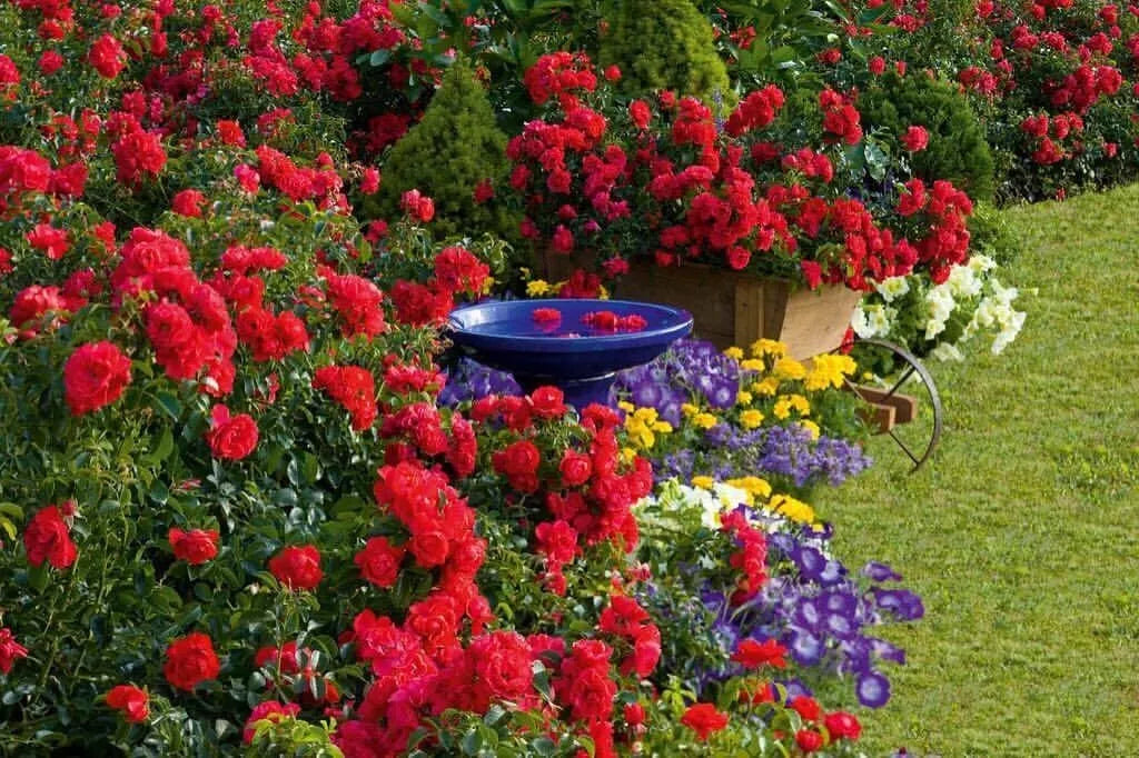 Scarlet Flower Carpet Groundcover Rose Cuttings - 6 Pack - Everblooming Rosa 'Flower Carpet Scarlet'