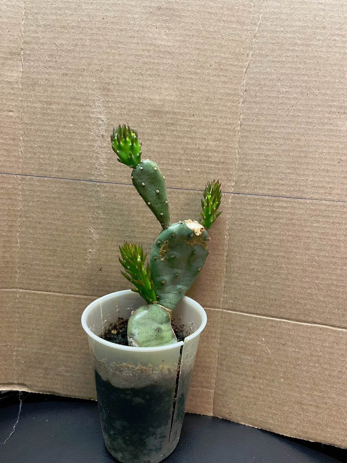 Prickly Pear Cactus Plant - Live Opuntia ficus-indica in 4-Inch Pot - Indoor & Outdoor Drought-Tolerant Succulent