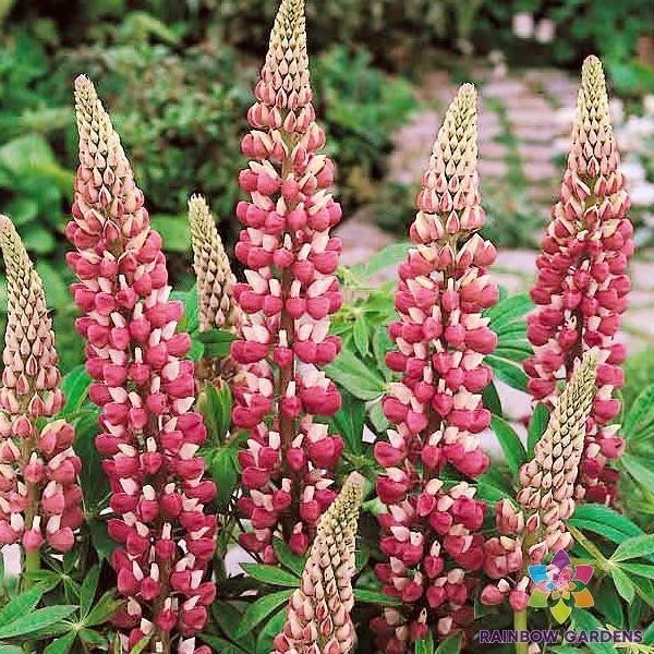 Chatelaine Lupine Seeds - 25+ Premium Lupinus polyphyllus Flower Seeds for Garden Planting, Attracts Pollinators, Full Sun, USA