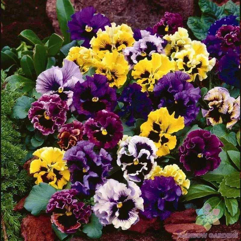 Rococo Mix Pansy Seeds - Viola x wittrockiana - 200+ Seeds for Garden Beds & Containers - Vibrant Colors, Easy to Grow
