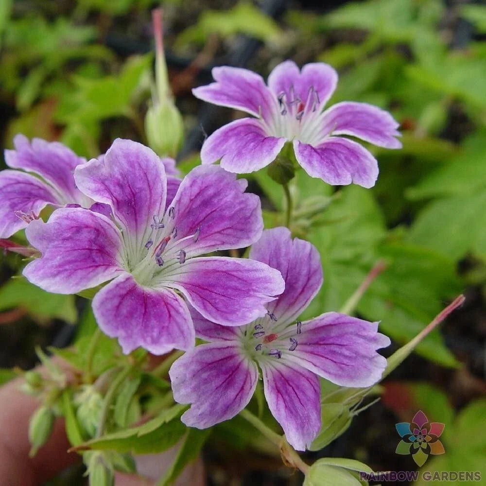 Whiteleaf Geranium Seeds - Pelargonium zonale - 25+ Premium Garden Seeds for Planting, Containers, Pollinator Attractant