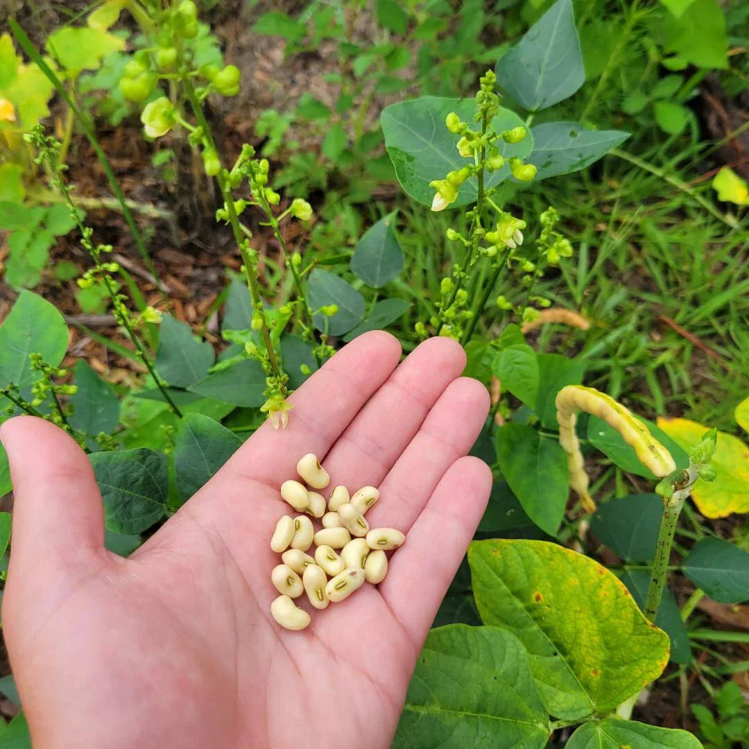 Butter Bean Seeds - Organic Cream 40 Variety - 15 Seeds - Hardy Cow Pea - Florida Grown