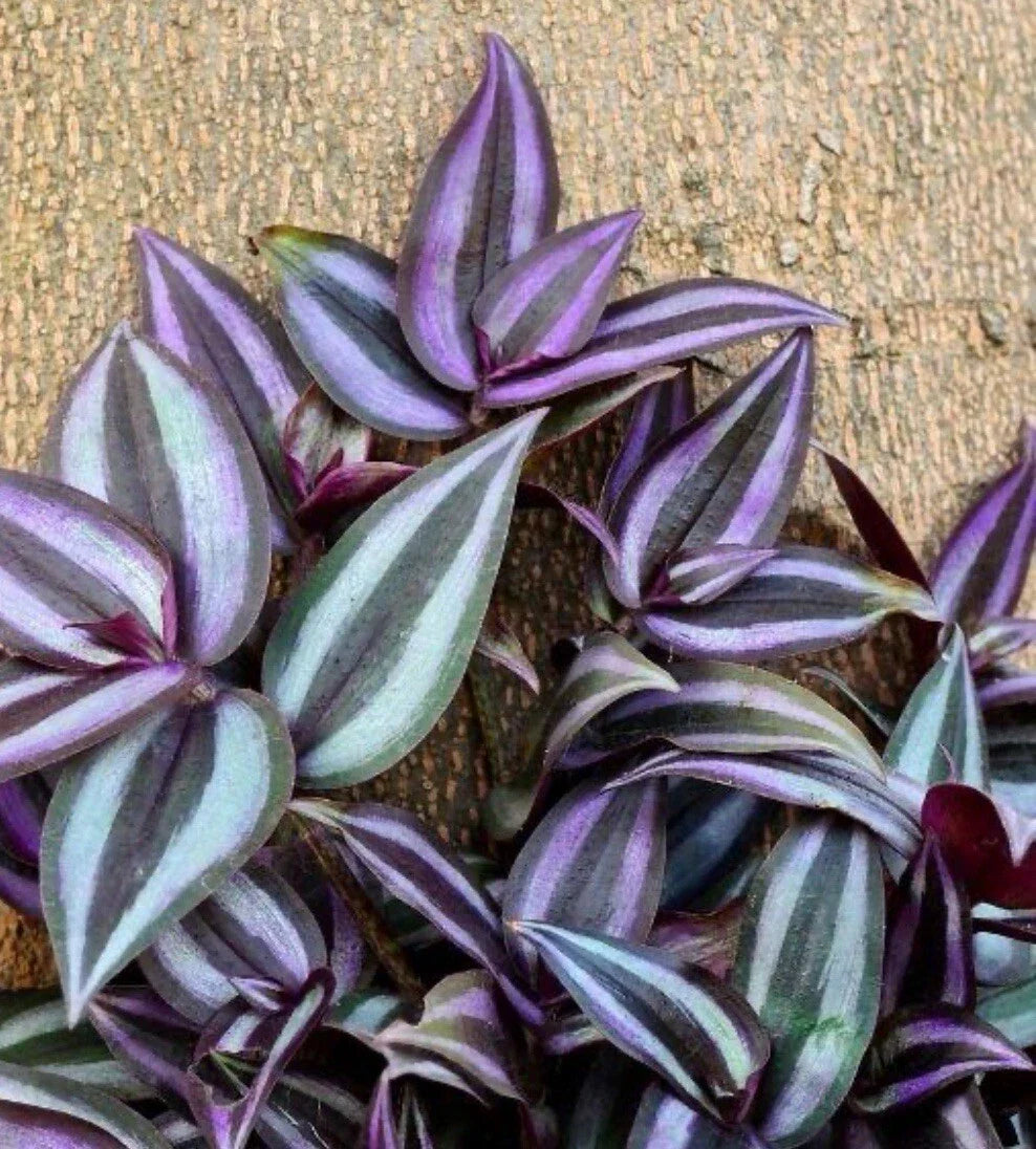 Tradescantia Zebrina Cuttings - 10+ Healthy Wandering Jew Houseplant Propagation Plants