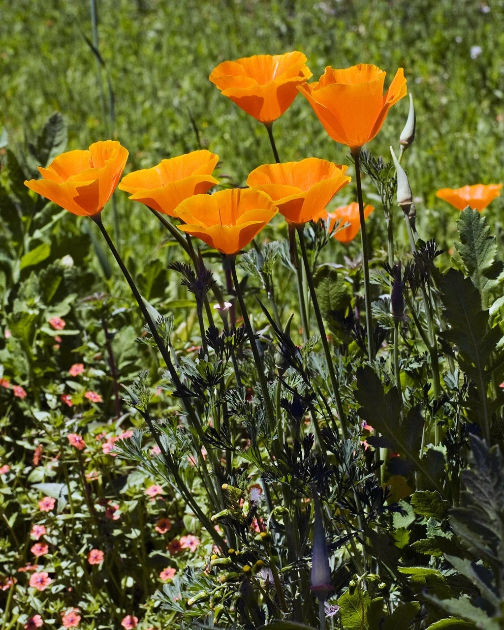 California Poppy Seeds – Bright Orange Eschscholzia californica – Wildflower Garden, Pollinator Attractant, Drought Tolerant, 265 Pack