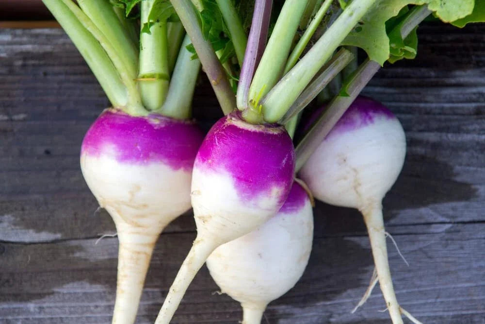 Purple Top Turnip Seeds - 1,000+ Brassica rapa Heirloom Vegetable Garden Seeds for Fall Planting