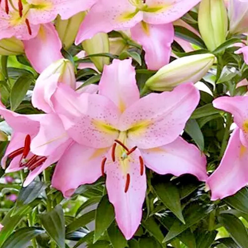 Large Fragrant Pink Oriental Lily Bulb 'Smart Romance' Lilium, Live Flower Bulb for Garden Beds & Borders
