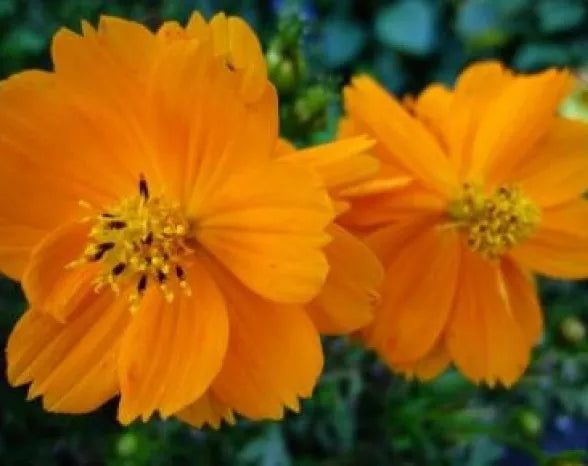 Cosmos Seeds - Tall Orange Variety - 30 Fresh Cosmos bipinnatus Flower Seeds for Garden, Pollinator Attracting, Easy to Grow