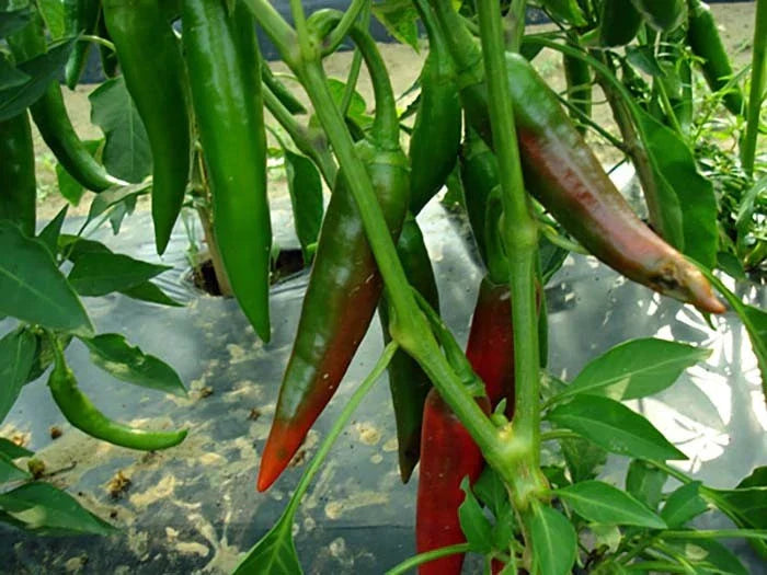 Guajillo Chili Pepper Seeds NON-GMO | Capsicum annuum for Mexican Cuisine