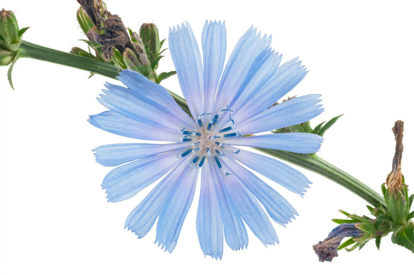 Chicory Seeds 1000+ | Blue Dandelion | Perennial Medicinal Herb & Coffee Substitute