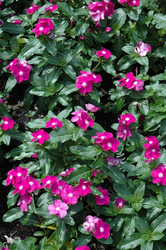 Vinca Seeds 500 Count Hotlik Purple Eye Catharanthus roseus Flowering Plant for Gardens