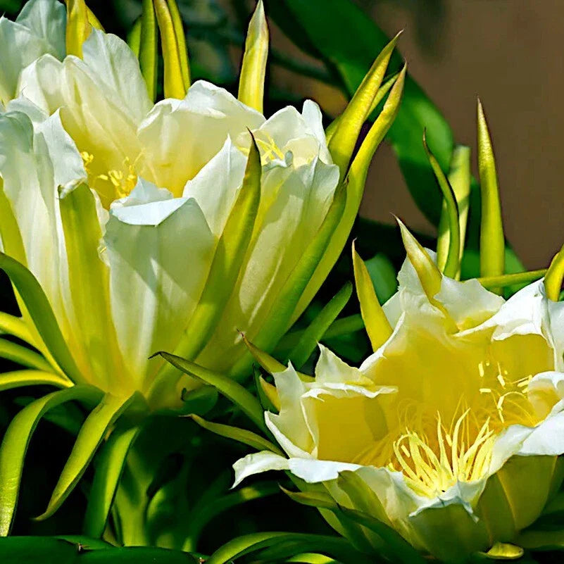 White Dragon Fruit Seeds (H. Undatus) - Pitahaya Strawberry Pear Cactus Vine for Tropical Gardening