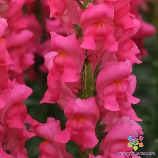 Snapdragon Seeds - 1000+ Potomac Dark Pink Antirrhinum majus Garden Flower Seeds for Borders & Containers