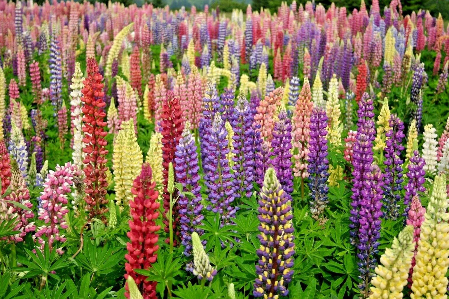 Lupine Seeds - 50+ Russell Mix Wildflower for Pollinators & Cut Flowers - Perennial - Lupinus polyphyllus