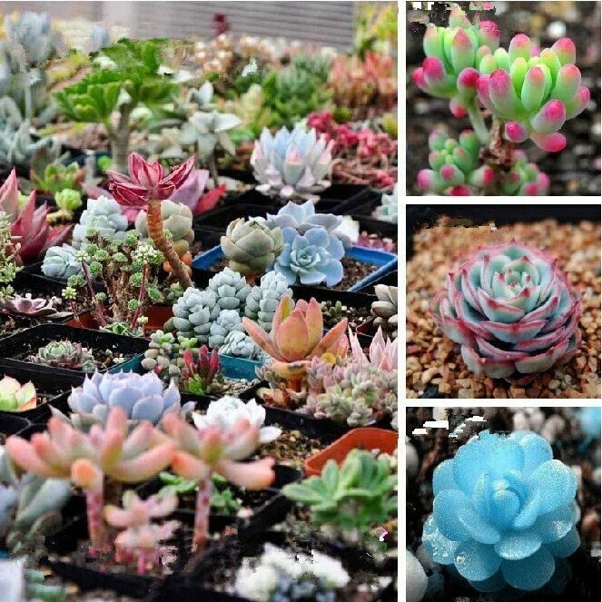 Mixed Succulent Seeds Pack - 100 Varieties for Indoor & Outdoor Gardening - Easy to Grow Succulents Seeds